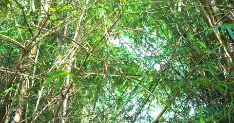 Bamboo green leaf forest windy movement Stock Footage 307669165