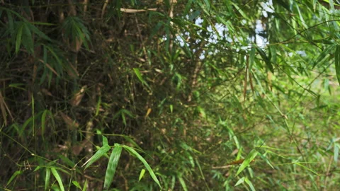 Bamboo green leaf forest windy movement Stock Footage 307672689