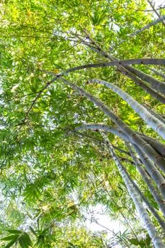 Bamboo green leaf Stock Photos