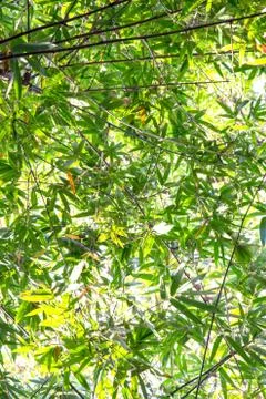 Bamboo green leaf Stock Photos