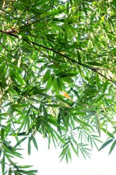 Bamboo green leaf Фото