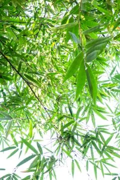 Bamboo green leaf Фото