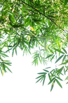 Bamboo green leaf Foto stock