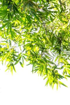 Bamboo green leaf Stock Photos