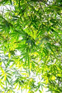 Bamboo green leaf Stock Photos