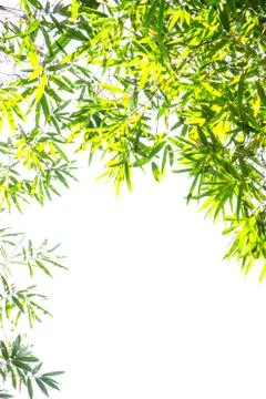 Bamboo green leaf Stock Photos