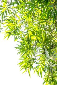 Bamboo green leaf Stock Photos