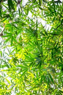 Bamboo green leaf Stock Photos