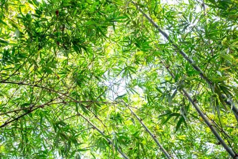 Bamboo green leaf Foto stock