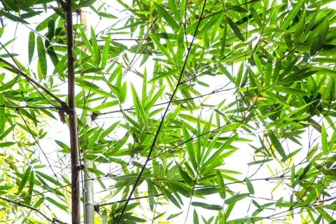 Bamboo green leaf Stock Photos