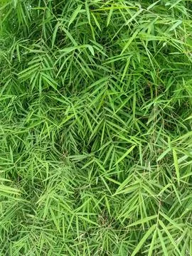 Bamboo Green Leaf Texture Background Stock-Fotos