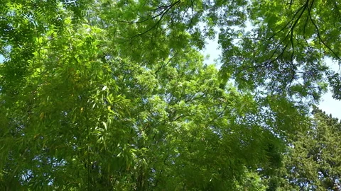 Bamboo groove 库存影片 112668344