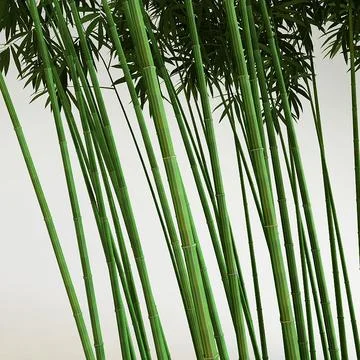 Bamboo grove 3D Model