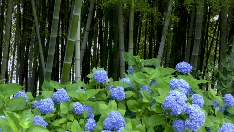 Bamboo grove and blue hydrangea Stock Footage 145107421