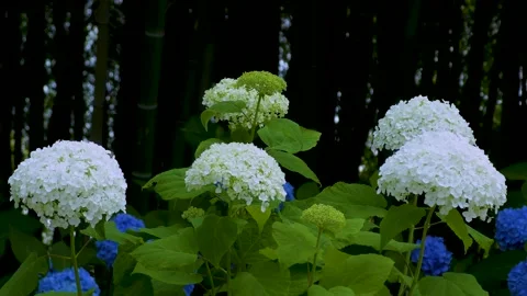 Bamboo grove and white hydrangea Video stock 145107322