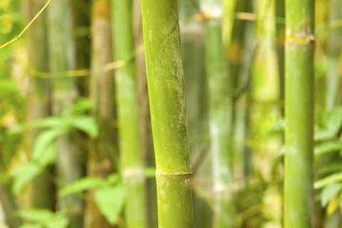 A bamboo grove background Stock Photos