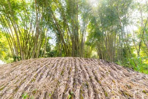 Bamboo grove in backlight Stock Photos