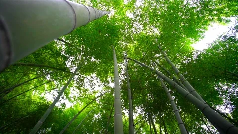 Bamboo grove, bamboo forest Stock Footage 80707272