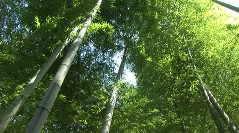 Bamboo Grove with breeze Stock Footage 9186859