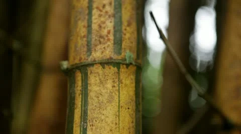 Bamboo Grove - closeup, rack focus Stock Footage 22010803