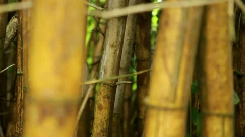Bamboo Grove - closeup, rack focus Stock Footage 22010874