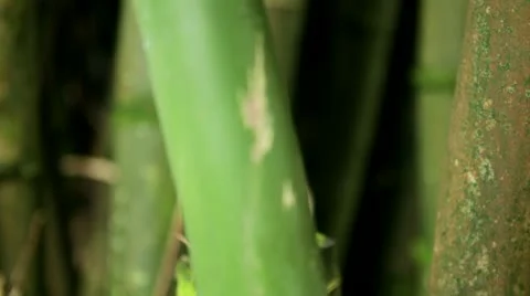 Bamboo Grove - closeup, rack focus Stock Footage 22010939