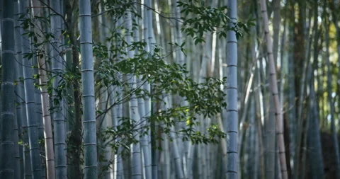 Bamboo Grove Dense Culms Broadleaf Shrub Foreground Day Close-Up Video stock 344695849