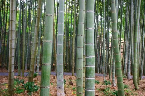 Bamboo Grove at Enkoji temple in Kyoto Stock Photos