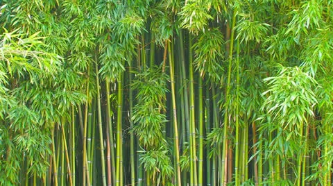 Bamboo grove. Stock Footage 27075762