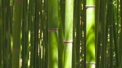 Bamboo grove. Stock Footage 27093236