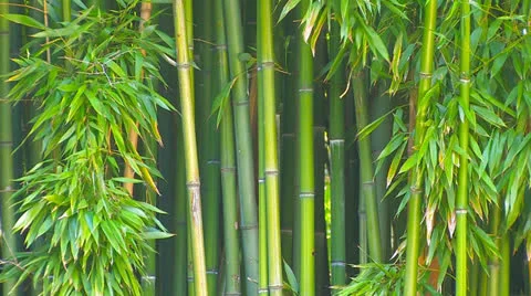 Bamboo grove. Stock Footage 27135820