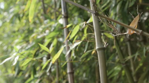 Bamboo grove Stock Footage 44421653