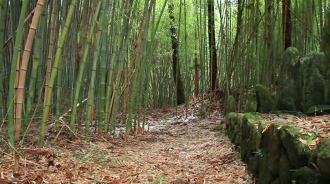 The bamboo grove. Stock Footage 49554501