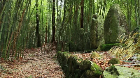 The bamboo grove. Stock Footage 49554533