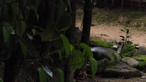 Bamboo grove with moss-covered rocks in a forest setting Video stock 336532606