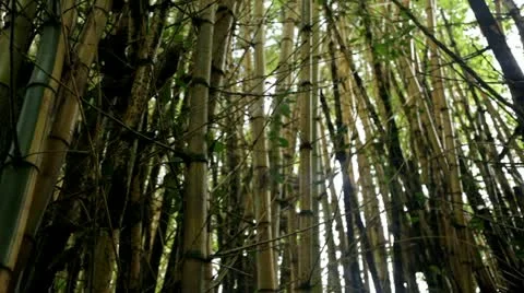 Bamboo Grove - pan from low angle Stock Footage 22011224