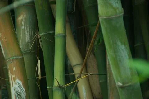 Bamboo Grove 写真素材