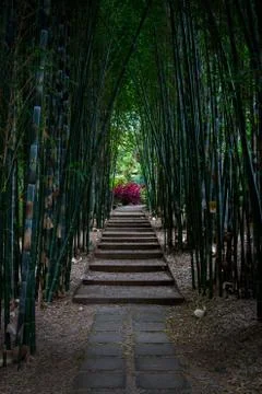 Bamboo Grove Stock Photos