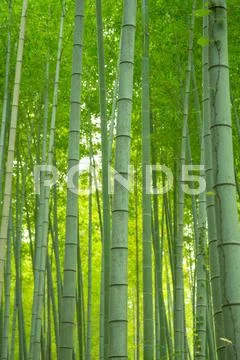 Bamboo Grove Stock Photos