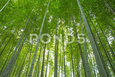 Bamboo Grove Stock Photos