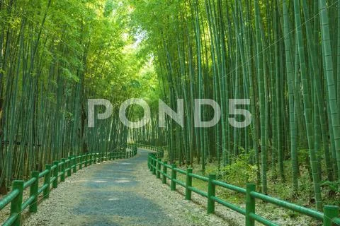 Bamboo Grove Stock Photos