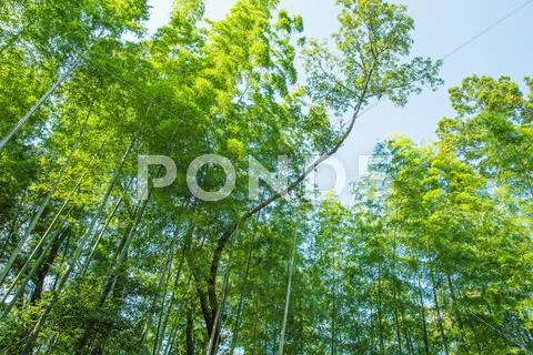 Bamboo Grove Stock Photos