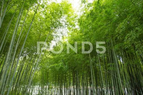 Bamboo Grove Stock Photos