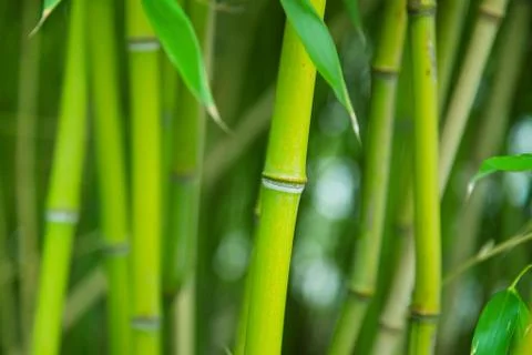 A bamboo grove. Stock Photos