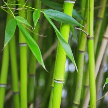 A bamboo grove Stock Photos