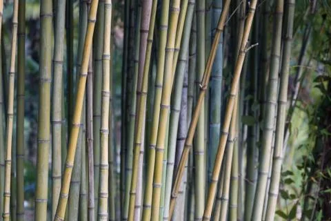 Bamboo grove Stock Photos