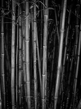 Bamboo grove. Stock Photos