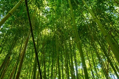 Bamboo grove Foto stock