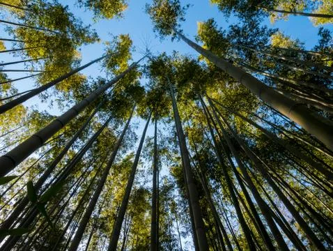 Bamboo Grove Stock Photos