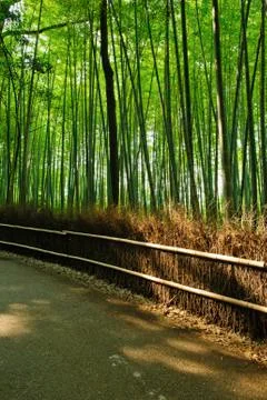 Bamboo grove Stock Photos